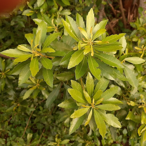 10 Southern Bayberry Morella Cerifera CUTTINGS