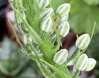 5 Pregnant Onion Albuca Bracteata Rooted Pups