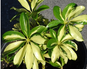 Variegated Trinette Umbrella Schefflera Arboricola Plant 6"