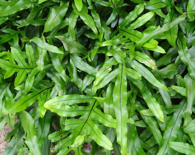 6 Kangaroo Paw Fern Rhizome CUTTINGS Etsy