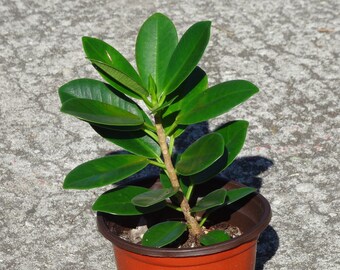 Dwarf Green Island Ficus Microcarpa 4"