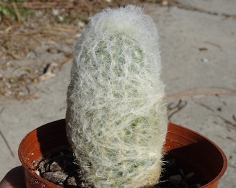 Peruvian Old Lady / Man Cactus, Espostoa Melanostele, 4"