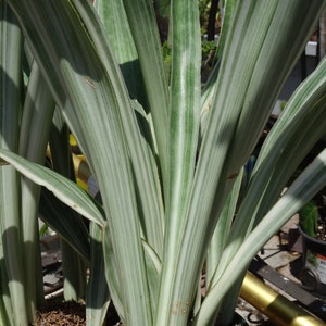 Metallica Sansevieria Sayuri 4"