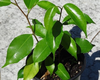 Weeping Ficus Benjamina 4"