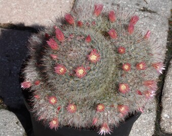 Mammillaria Bocasana Powder Puff Pincushion Cactus, 2"