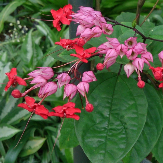 Red Bleeding Heart Plant