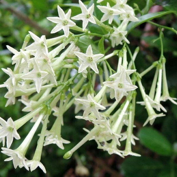 10 Jasmine Night Blooming, Cestrum Nocturnum, CUTTINGS