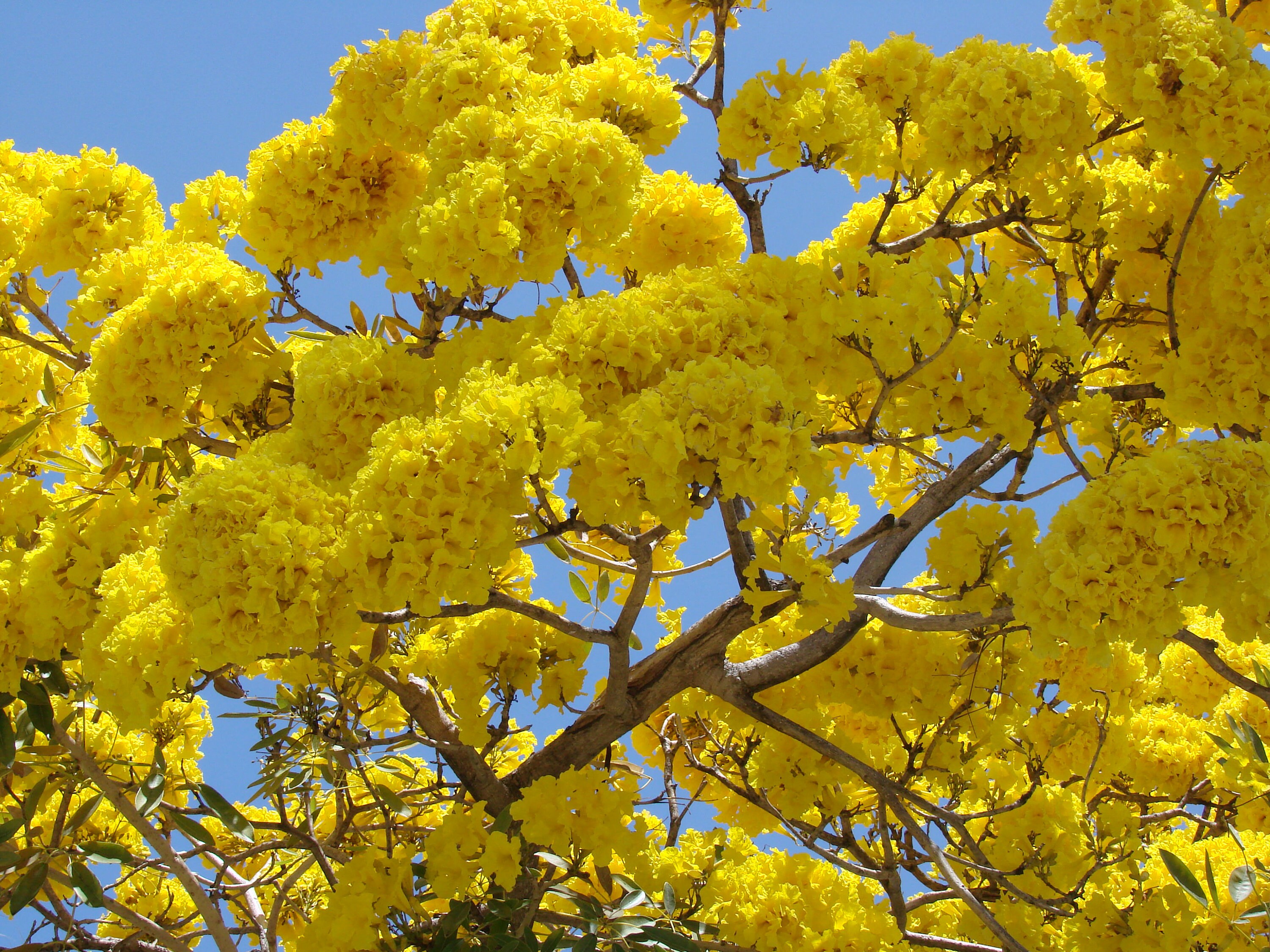 Yellow Trumpet Tree Tabebuia Aurea Caraiba Seedling 4 Etsy