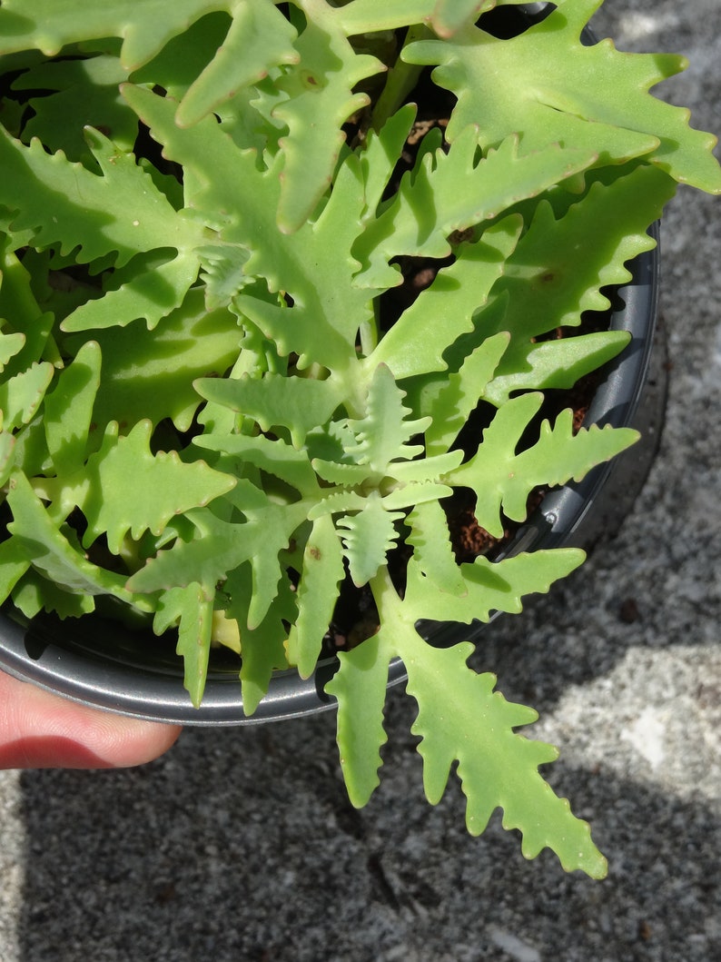 Kalanchoe Laciniata Christmas Tree Plant 4 Etsy
