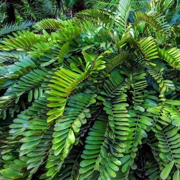 2 Cardboard Palm Cycad, Zamia Furfuracea, Seedlings