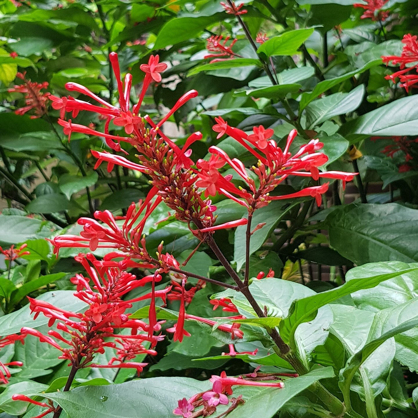 Firespike Plant Odontonema Cuspidatum 4 Etsy