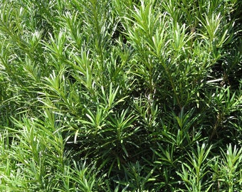10 Podocarpus Macrophyllus CUTTINGS