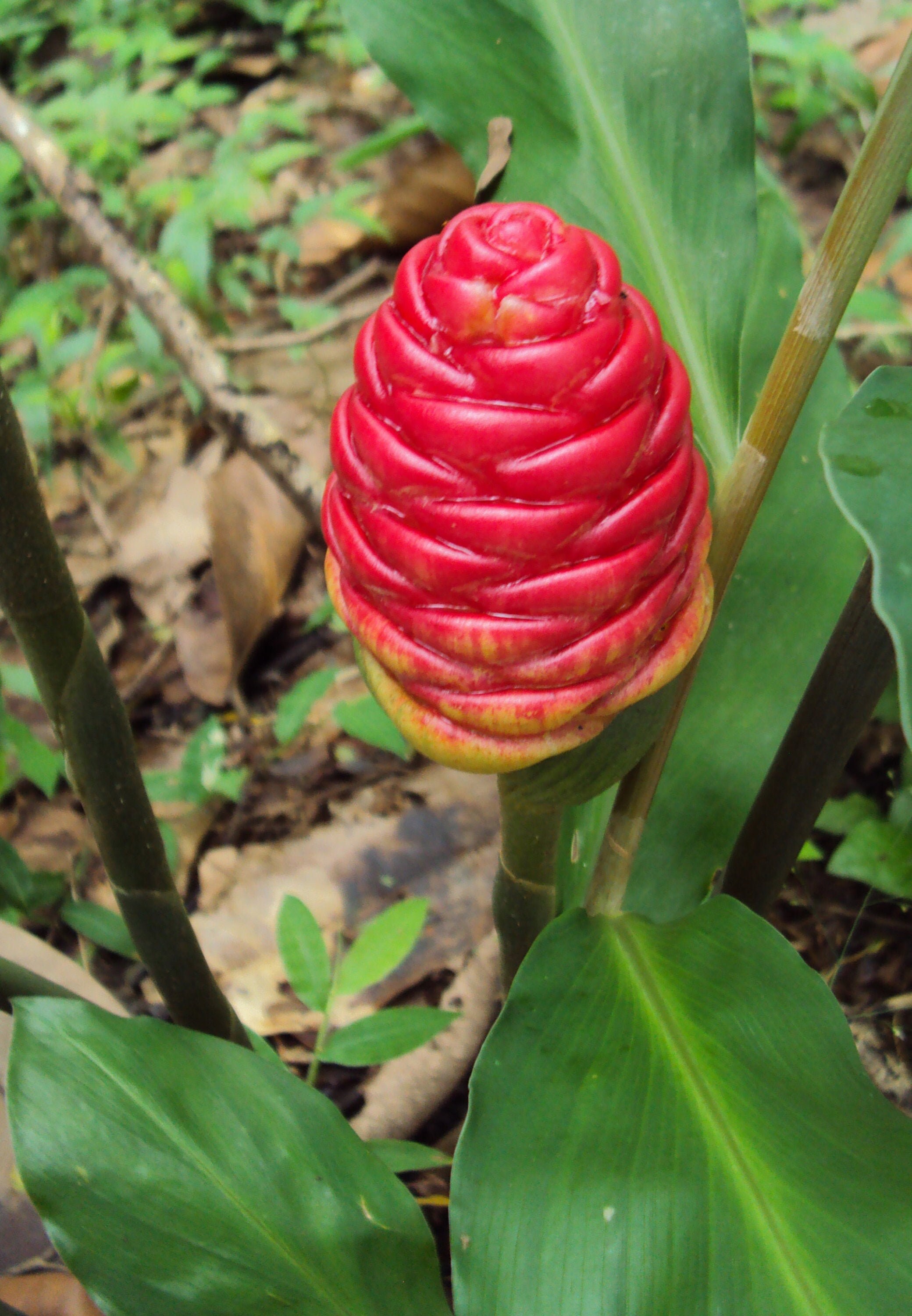 Zingiber zerumbet, Shampoo Ginger, 3 Rhizomes