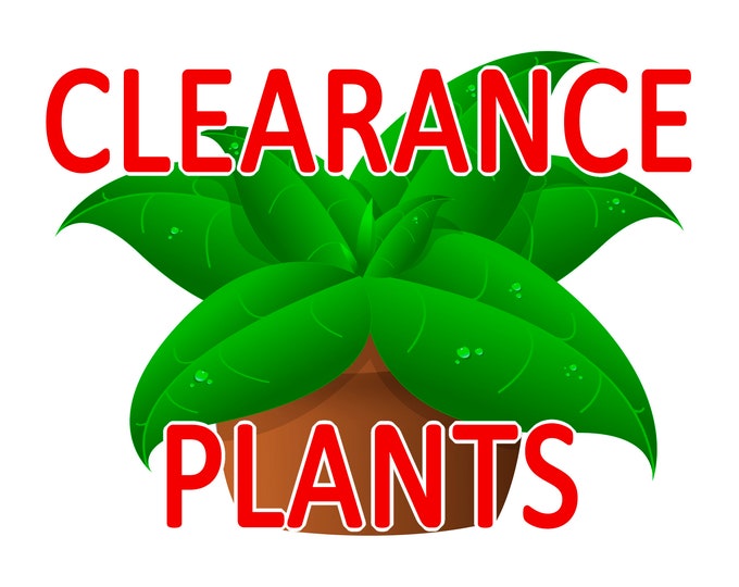 Clearance Plants Etsy