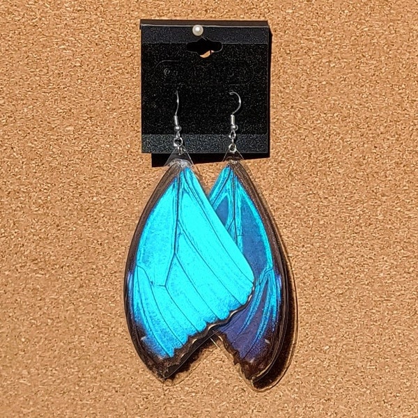 Blue Morpho Butterfly Wing Earrings : Morpho Menelaus