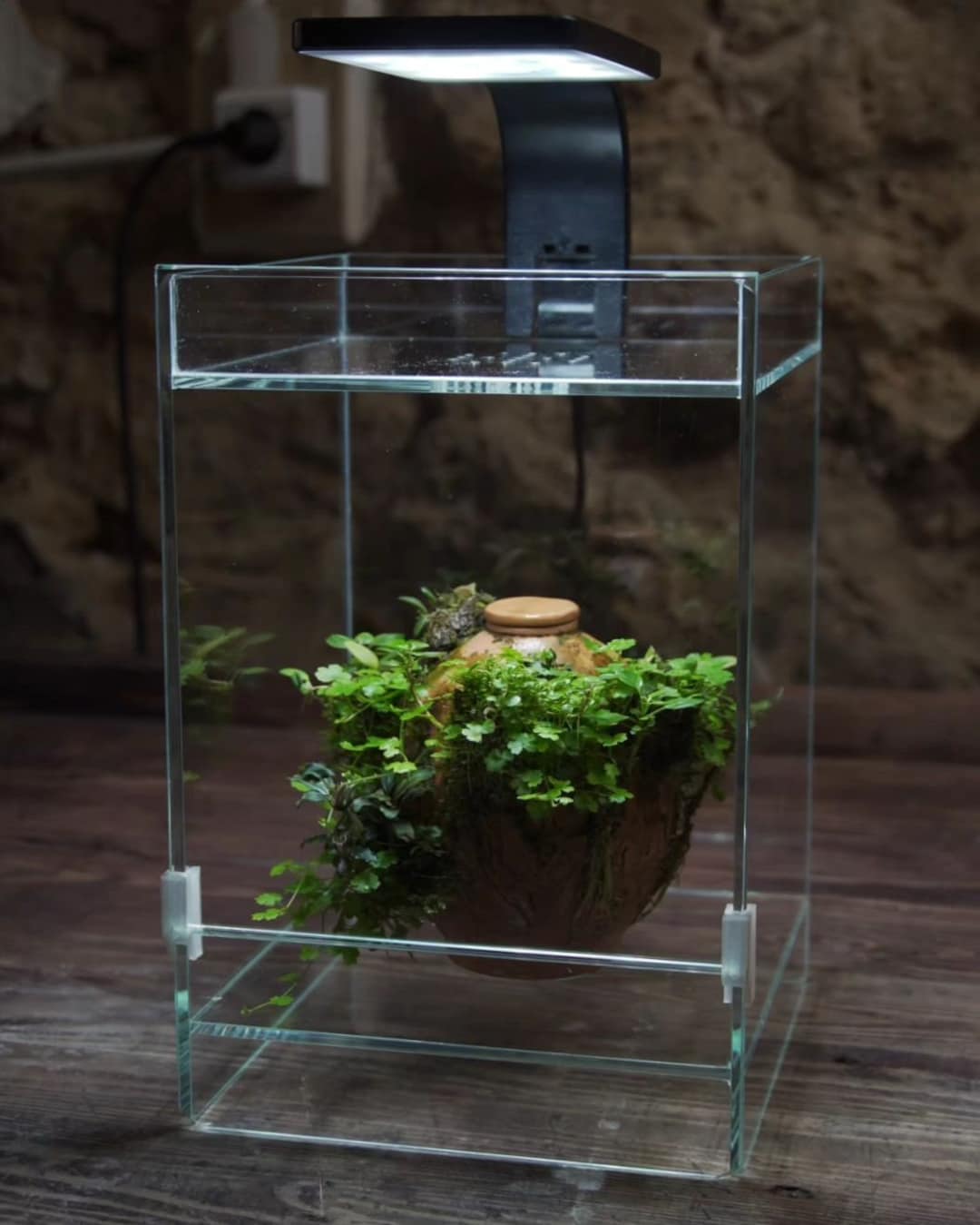 Rain TERRARIUM PREORDER Etsy