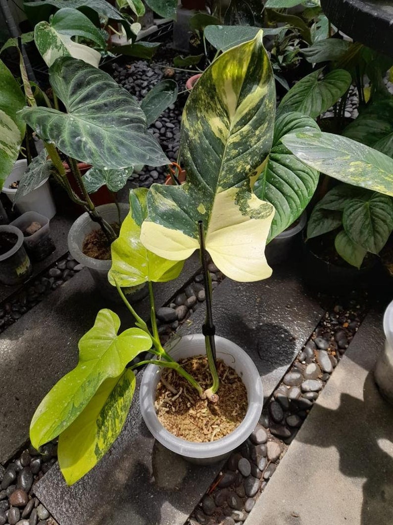 Philodendron Bipennifolium Violin Variegated Aroid Variegated Houseplants Home Decor Plant