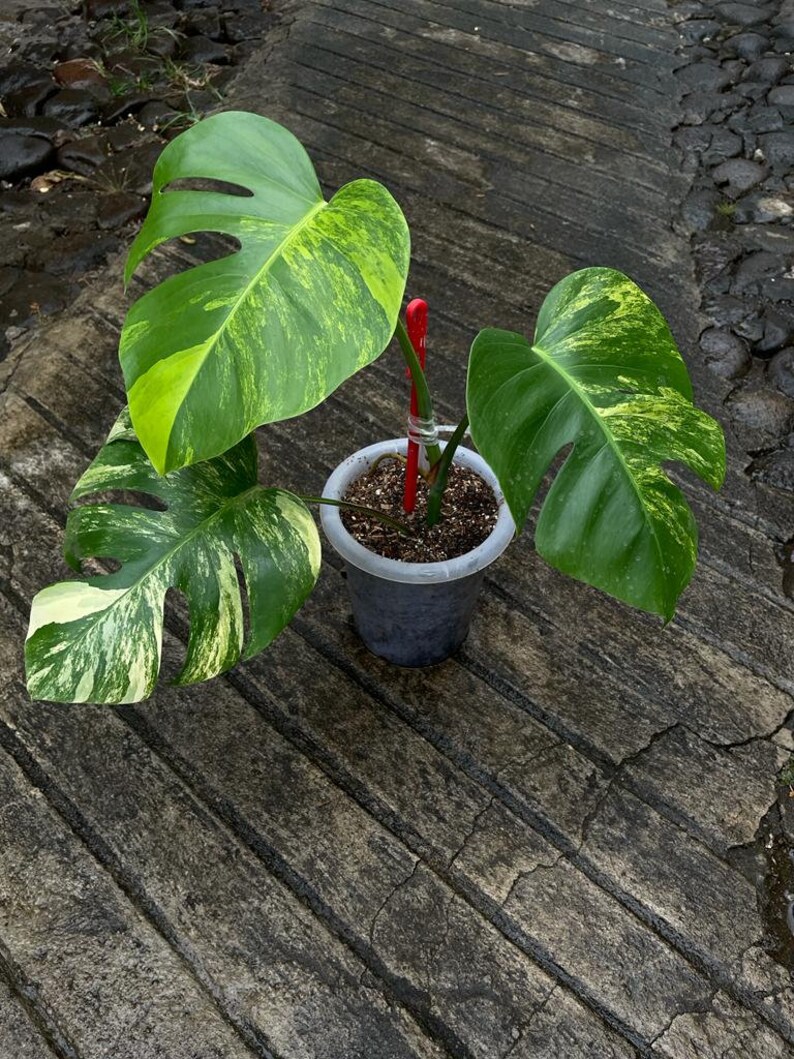 Monstera Aurea Marmorata Yellow Variegated - Aroid Variegated Houseplants - Home Decor - Plant Gift - Philodendron - Hoya - Alocasia
