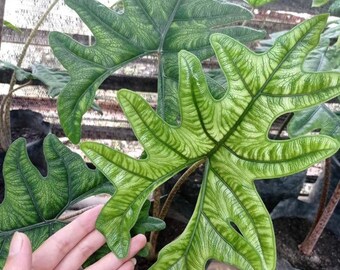 Details about   8 Tubers Alocasia Jacklyn Bulbs Free Phytosanitary REAL PICT 