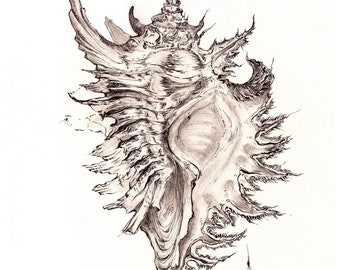 May include: A detailed black and white pen and ink drawing of a seashell with intricate details and a spiky, jagged texture.