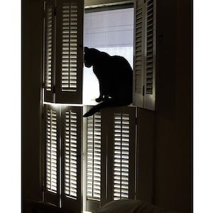 Trauerkarte für Katzen, Trauer ist der Preis, den wir für Liebe zahlen. "Haustier Beileid Karte, Eco freundliche Anteilnahme, Katze im Fenster, Haustier Beileid Karte,