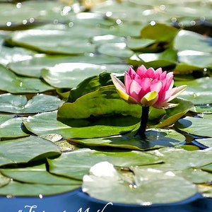 Ierse Moederdagkaart, Ierse Moederkaart, Ierse kaart voor moeder, ""De liefde van een moeder is constant en puur." Ierse moeder, leliebladkaart