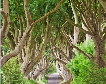 Dark Hedges Irish Birthday Card,  Irish Birthday, Irish Blessing Birthday, May the road rise, Irish card, Irish blessing, Irish greetings