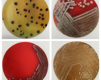 Bacterial Pathogen Neoprene Coasters - Terrible Pathogen, Petri Dish | Fun Gift for Microbiologists, Infectious Disease, Teachers, Lab Techs