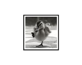 Duck Printable Art, Baby Duckling Photo Print, Black and White Baby Duck, Wall Decor, Instant Download, Animal Art, Duck Duckling Art