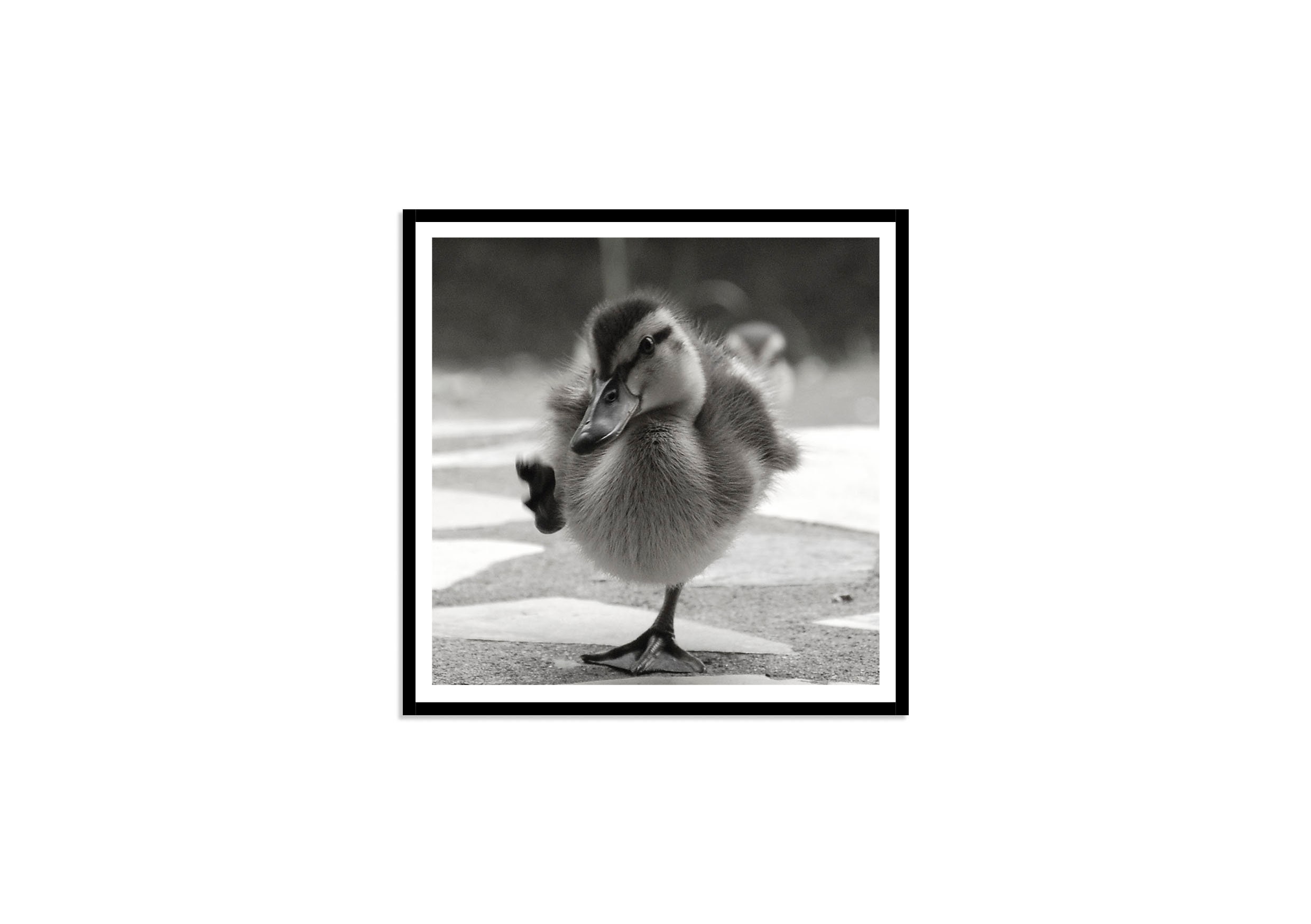 Duck Printable Art, Baby Duckling Photo Print, Black and White Baby