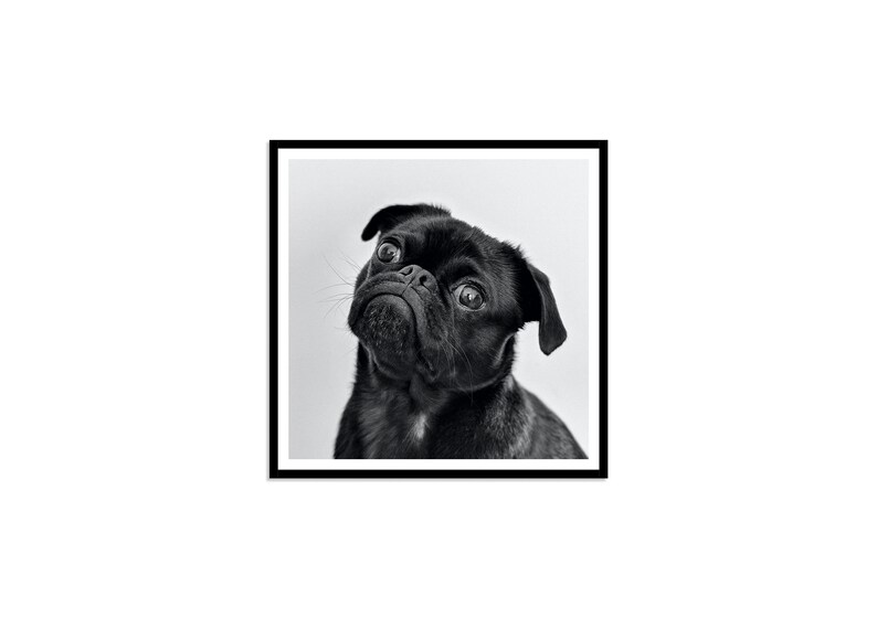 Pug Wall Art, Pug Print, Pug Picture Pug Poster, Dog Art, Dog Print, Puppy Art, Nursery Art