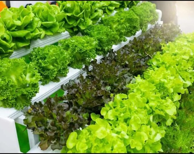 Hydroponic Lettuce Seeds 8 Seed Packets of Great Varieties Etsy