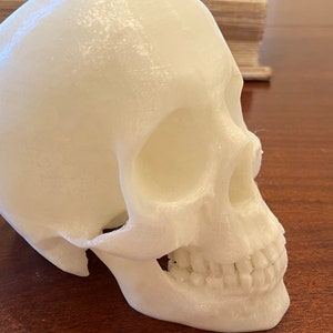 Human Skull Display Model