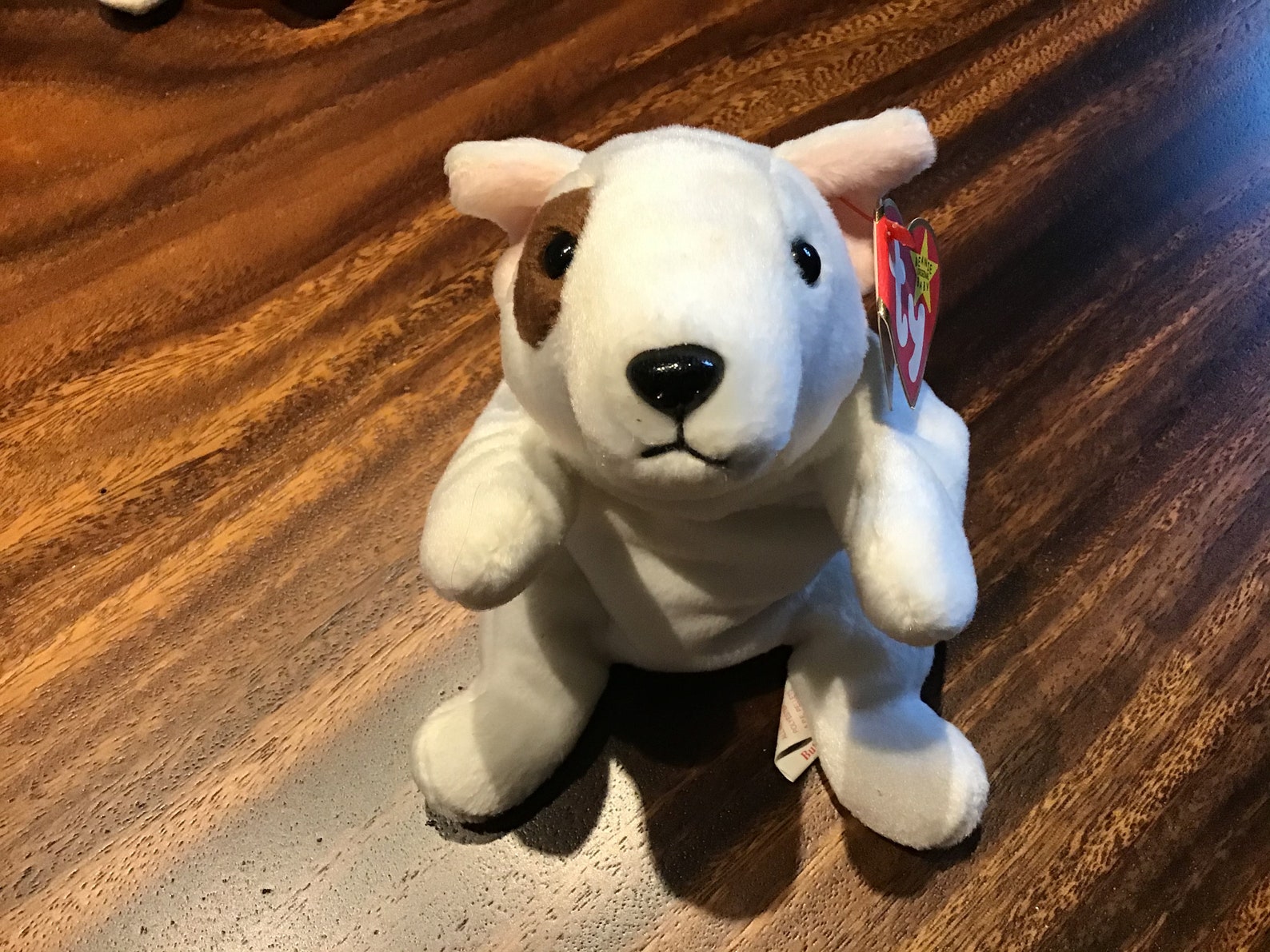 Beanie Dog Breed at Martha Bickford blog