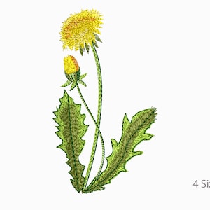 Op de afbeelding: Een gele paardenbloem met een knop en groene bladeren. De paardenbloem is een veel voorkomende wilde bloem.