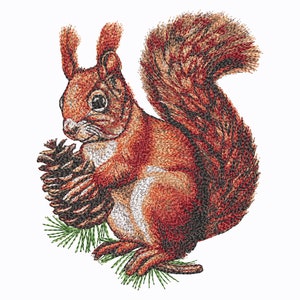 May include: A red squirrel with a bushy tail sits on a green pine branch, holding a brown pine cone in its paws.