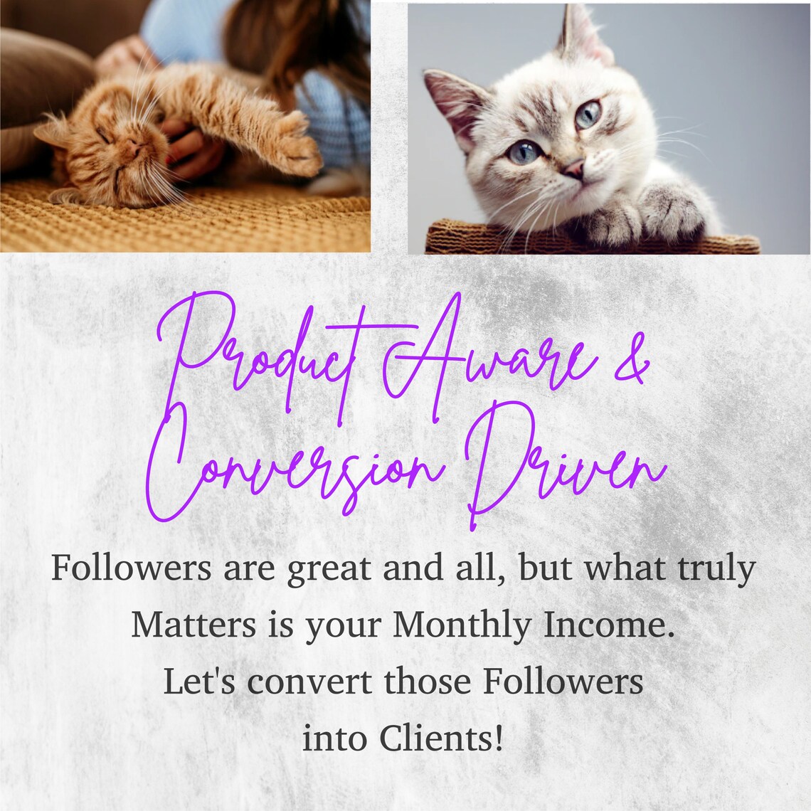 48 Kitten Instagram Captions for Cats Cute Pets Media Canva Templates