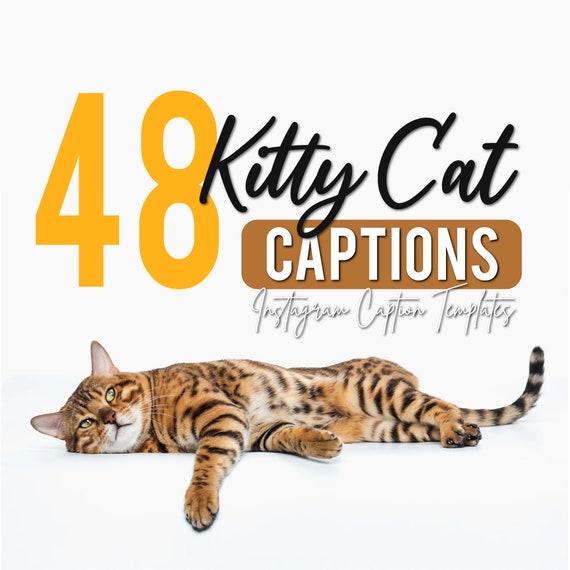 48 Kitten Instagram Captions for Cats Cute Pets Social Media Etsy