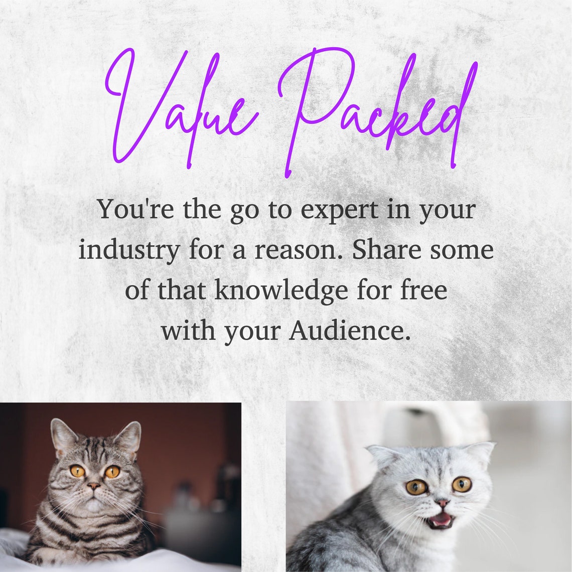 48 Kitten Instagram Captions for Cats Cute Pets Media Canva Templates