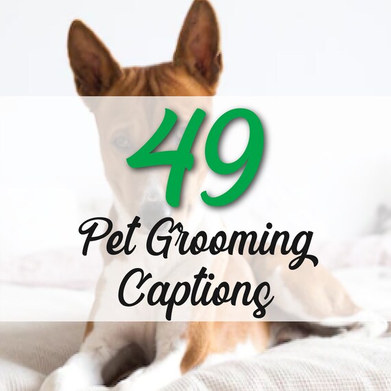 49 Pet Grooming Instagram Captions Pet Store Pet Care - Etsy Canada 49 Pet Grooming Instagram Captions Pet Store Pet Care - Etsy Canada