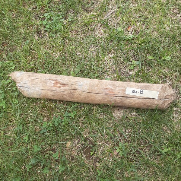 Beaver Chewed Log, Craft Rod, Weaving Dowel