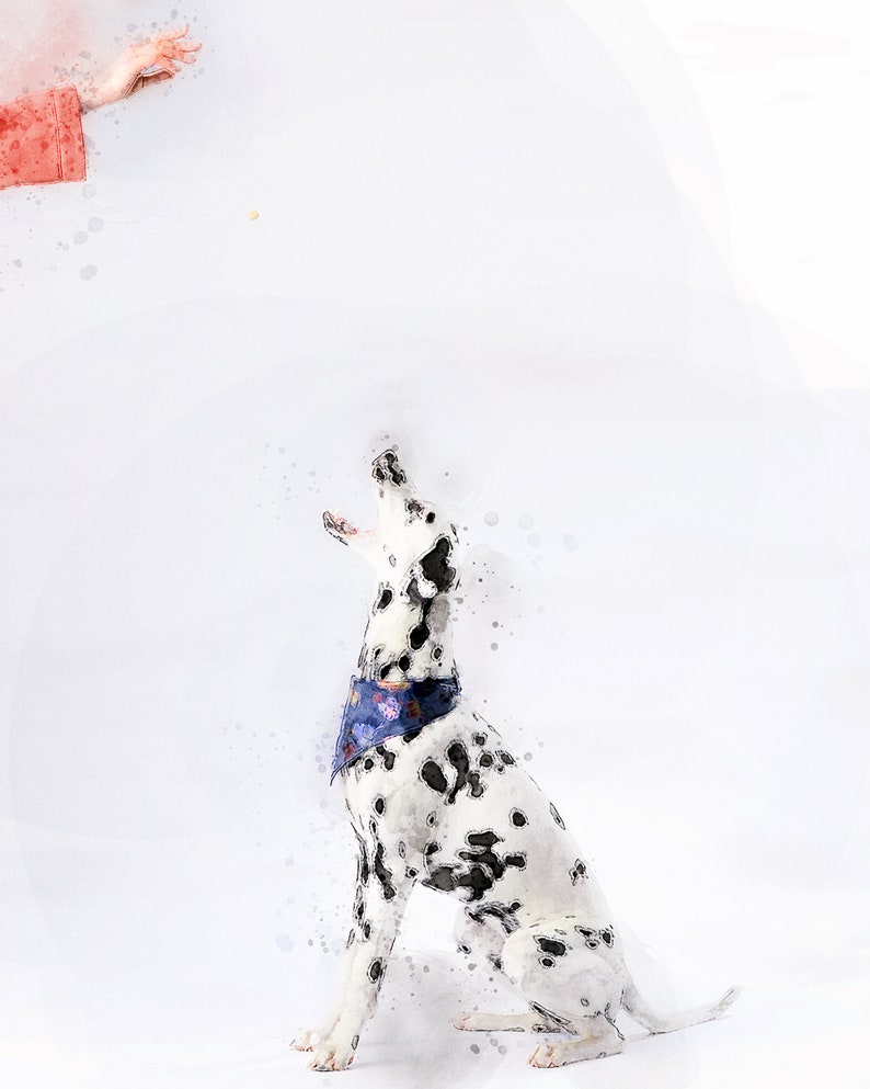 May include: A Dalmatian dog wearing a blue bandana sits on a white background, looking up with its mouth open. The dog is painted in a watercolor style.