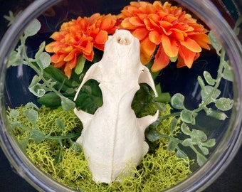 May include: A white animal skull with a small opening at the top, surrounded by green moss and orange flowers in a clear glass dome.
