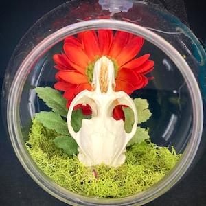 Muskrat Skull Blooming with Flower Living Dead Terrarium Cottagecore Oddity Unique Curio Eccentric Decor