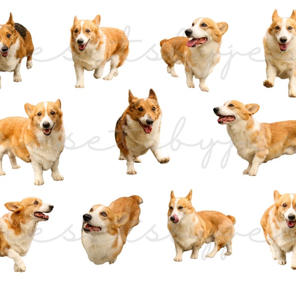 Corgi Dog Overlays for Photoshop, Dog Clipart Corgis Dog Clip Art