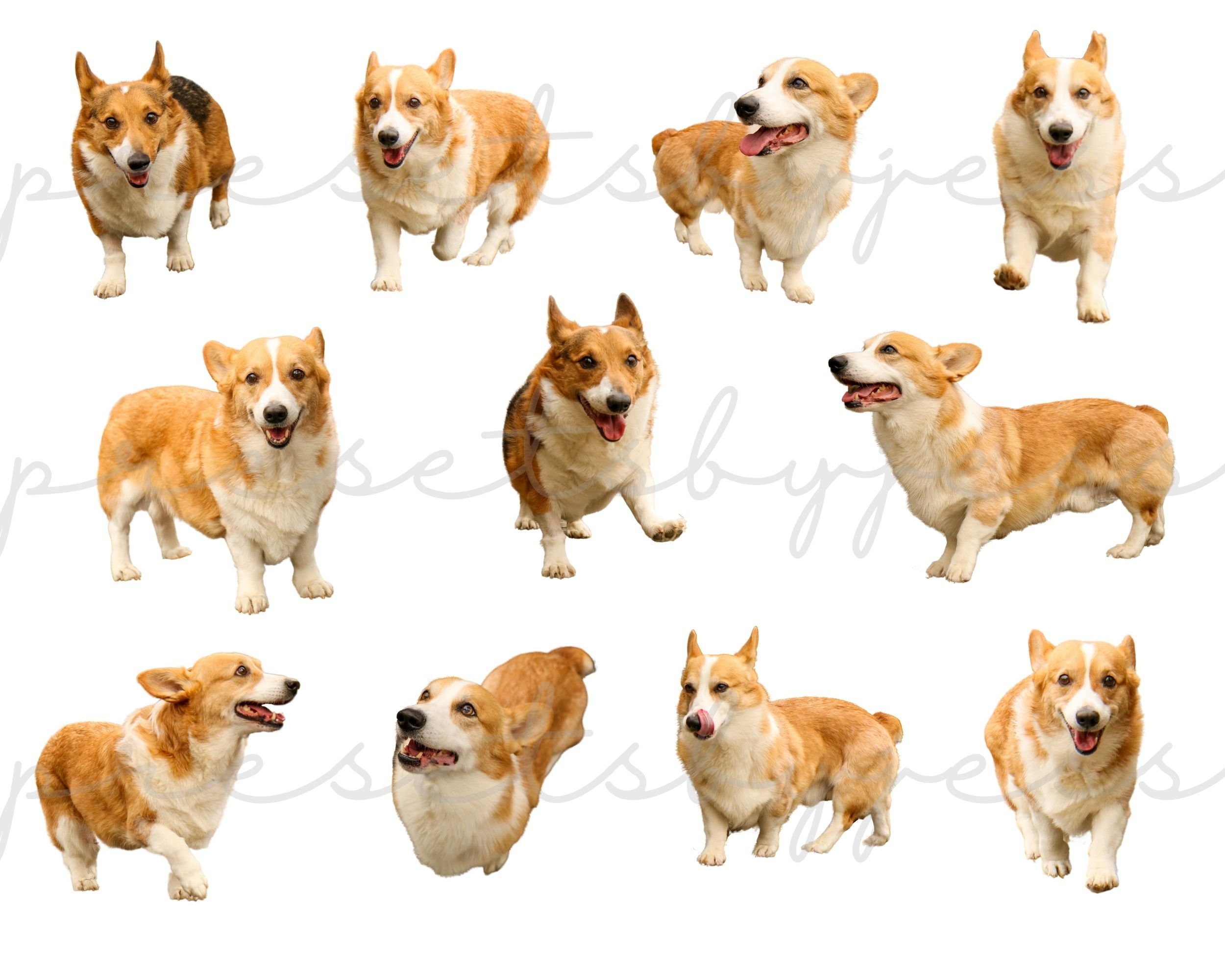 Corgi Dog Overlays for Photoshop, Dog Clipart Corgis Dog Clip Art