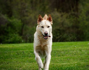 Dog Clipart, White German Shepard Dog Running, Digital Download, Dog Photo, Dog Background