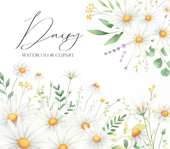 Daisy watercolor clipart, Wildflowers floral clip art, Wedding arrangement bouqets png, Chamomile summer clipart