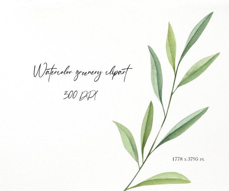 Watercolor Olive Branch Clipart, Greenery Olive Eucalyptus Leaves ...