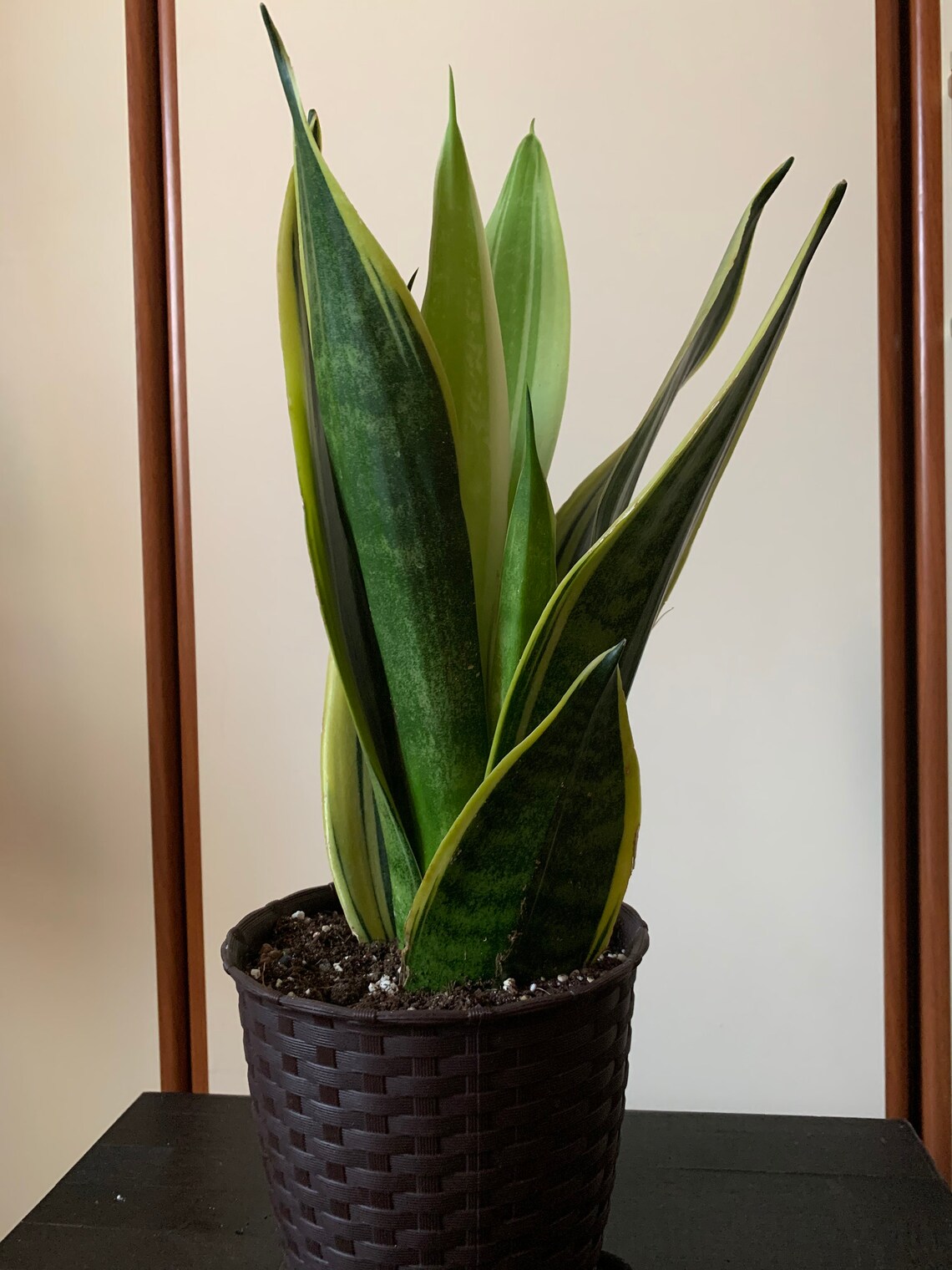 SANSEVIERIA GOLD FLAME real plant snake plant mother�s Etsy